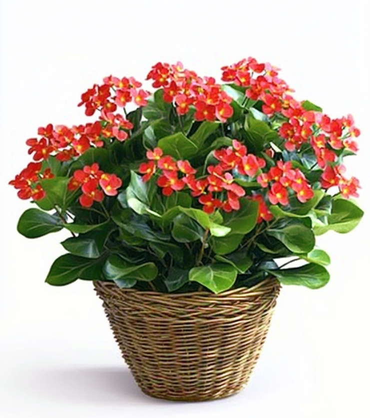 A Gift from the Heart