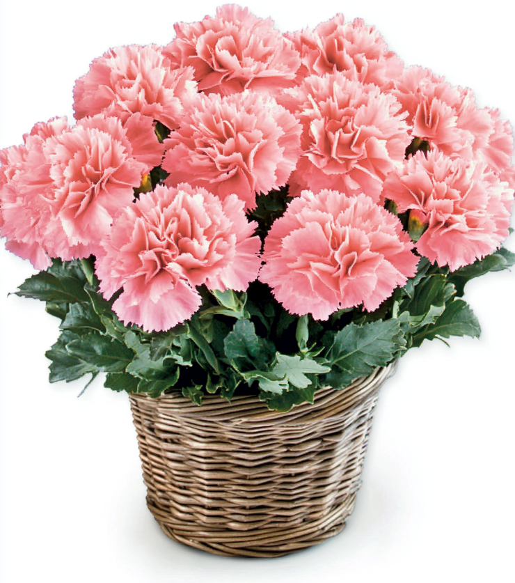 Fresh Floral Fragrance Basket