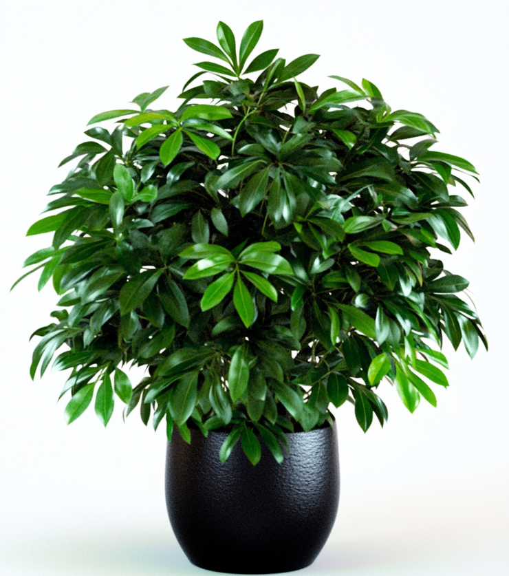 Potted Schefflera Sunny Flower Delivery